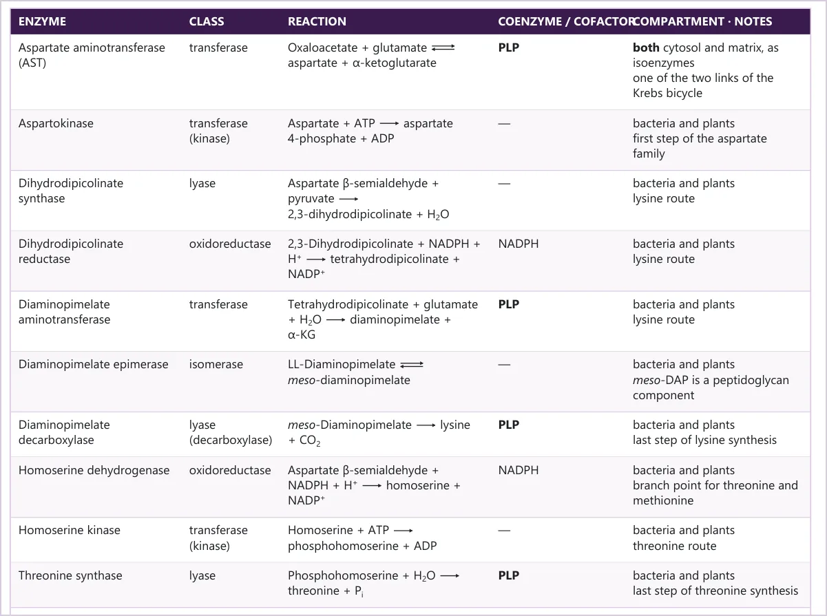 Rows from Appendix A: a reference table of reactions with columns for enzyme, class, reaction, coenzyme and compartment.