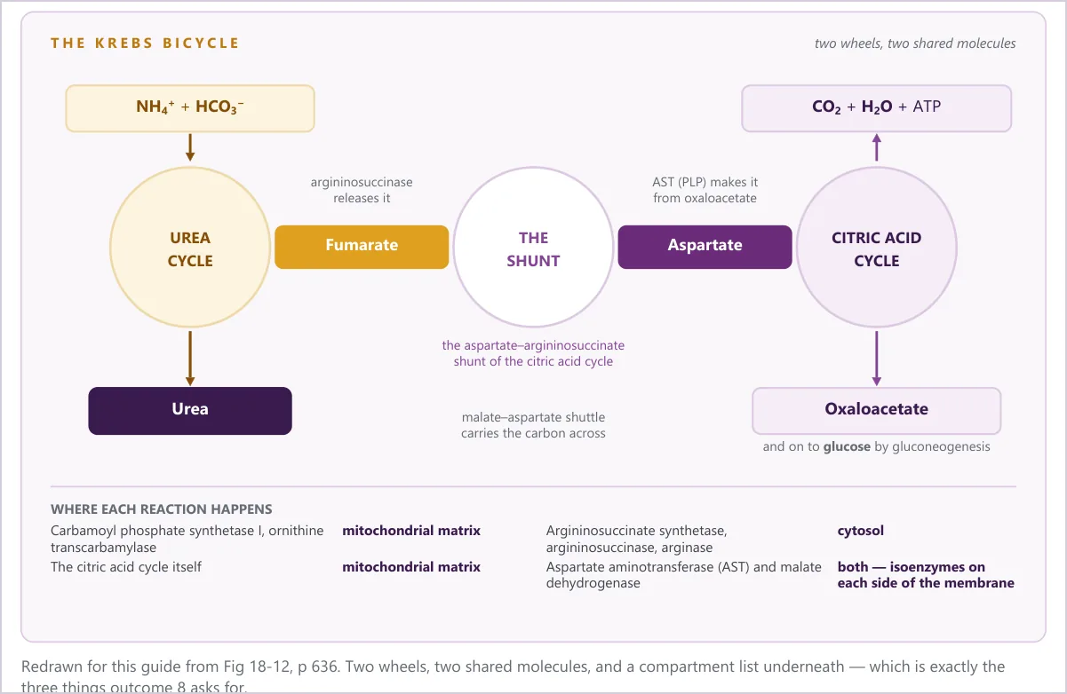 The Krebs bicycle: the urea cycle and the citric acid cycle drawn as two wheels sharing fumarate and aspartate, with a compartment list underneath.