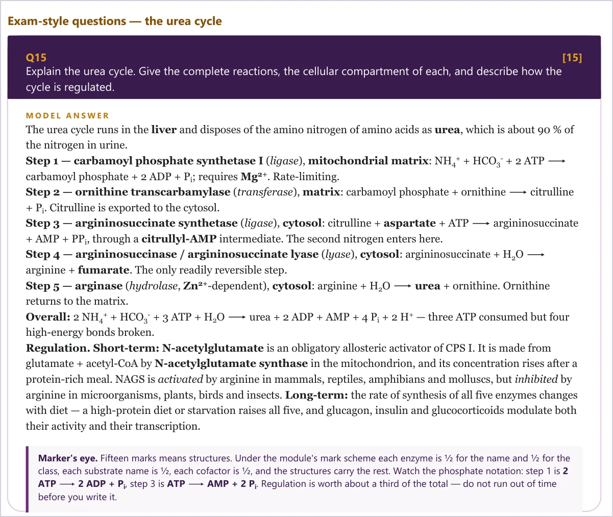 A fifteen-mark urea-cycle question with its full model answer, set out in five numbered steps, and a Marker's eye note underneath.