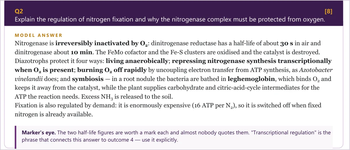 An eight-mark question on the regulation of nitrogen fixation with its model answer and a Marker's eye note.